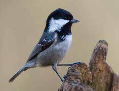 Coal Tit