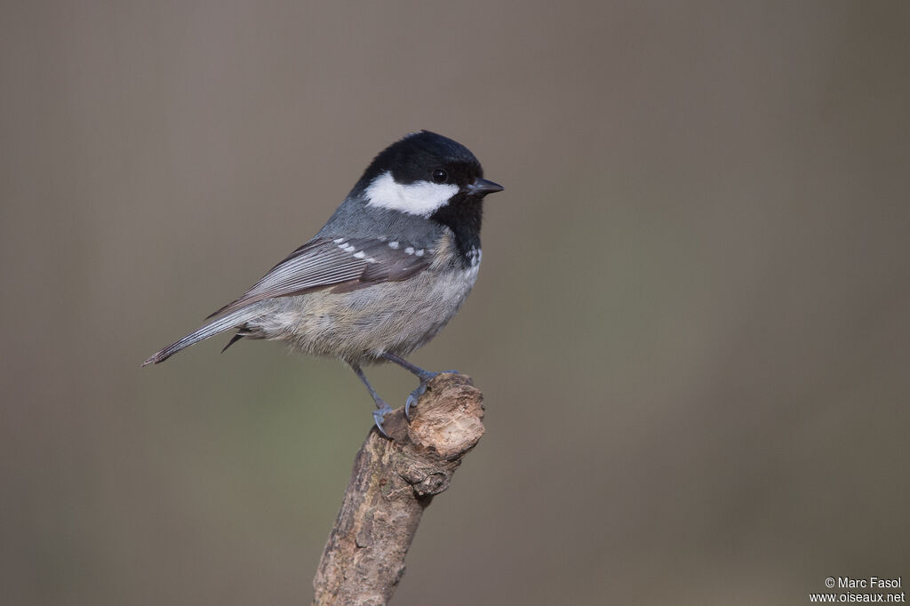 Mésange noireadulte, identification