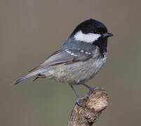 Coal Tit