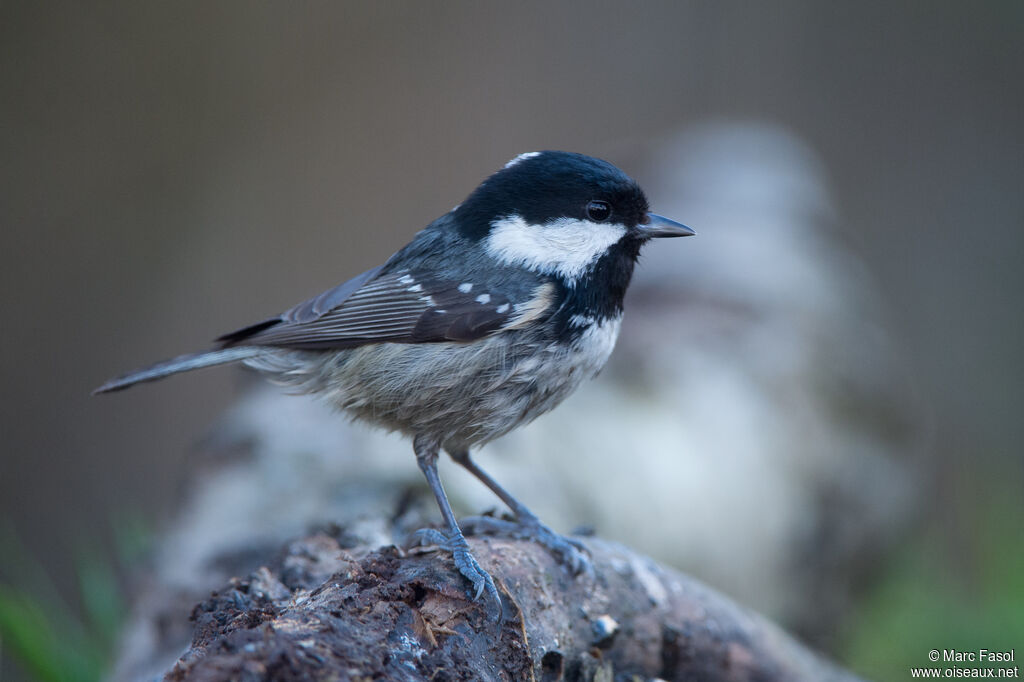 Mésange noireadulte, identification, soins