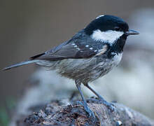 Coal Tit