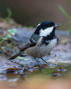 Coal Tit