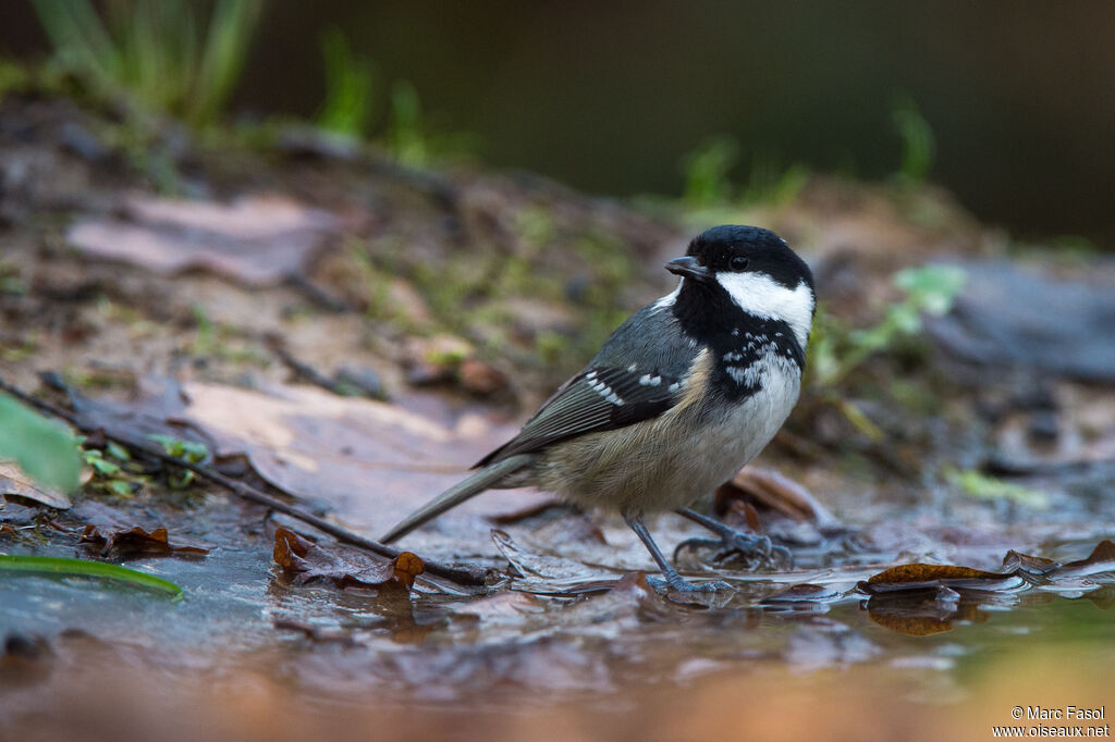 Mésange noireadulte, boit