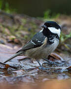 Coal Tit