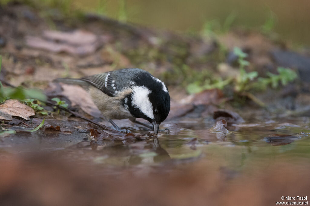 Mésange noireadulte, identification, boit