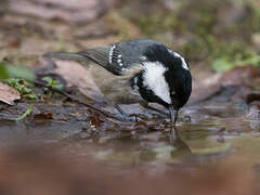 Coal Tit