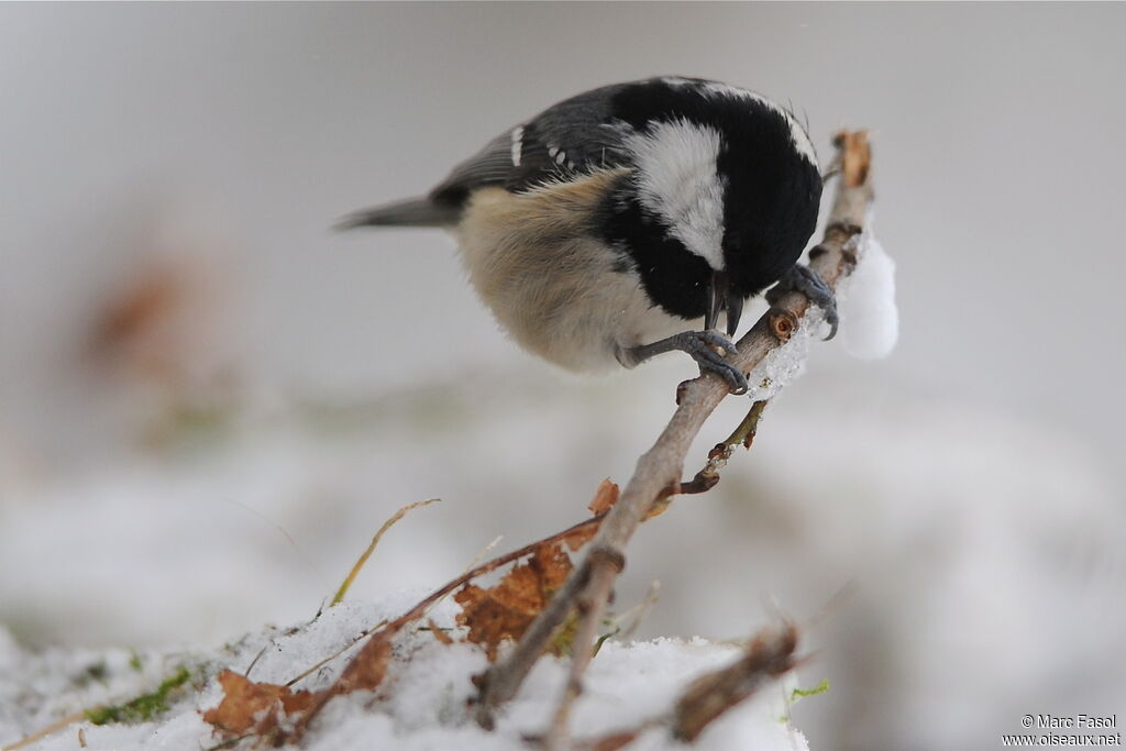 Coal Titadult post breeding, identification, Behaviour