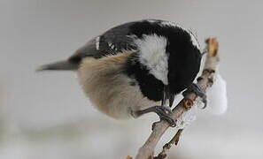 Coal Tit