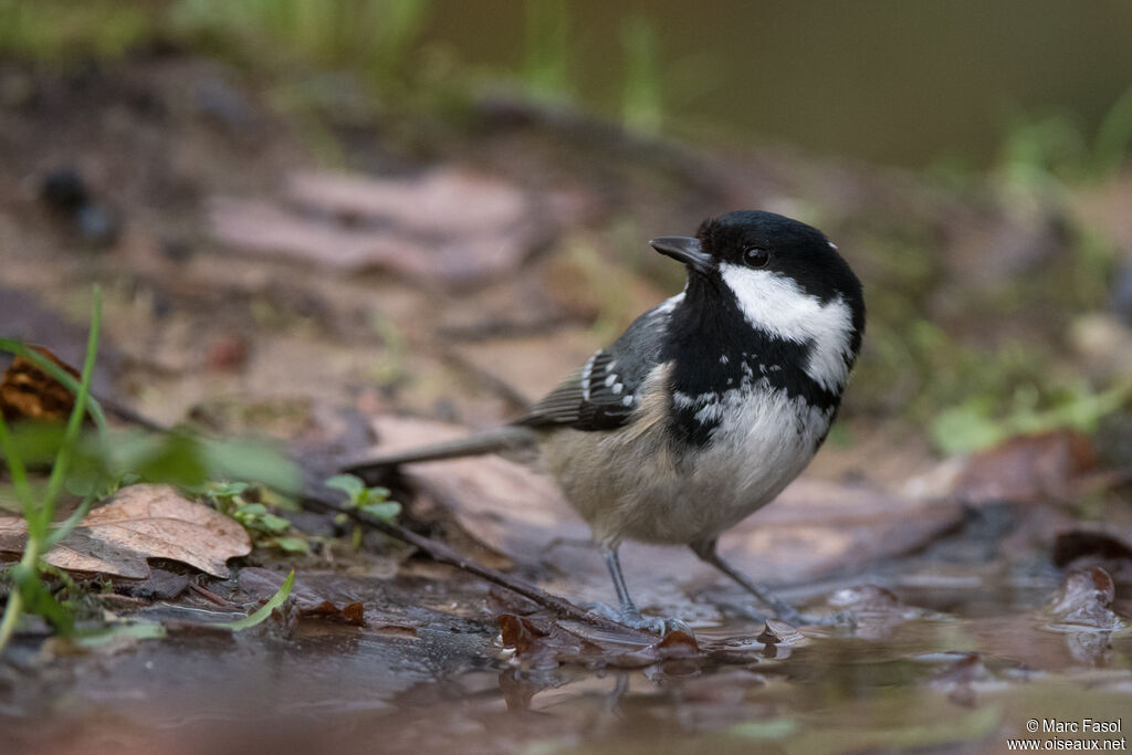 Mésange noireadulte, identification, boit