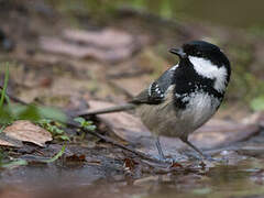 Coal Tit