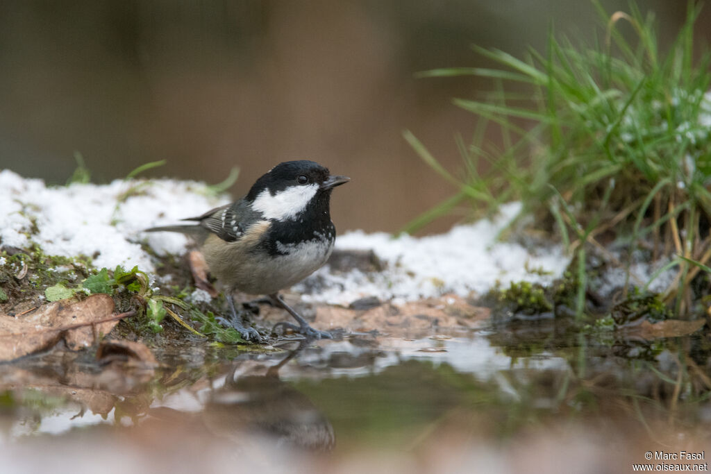 Mésange noireadulte, boit