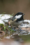 Coal Tit