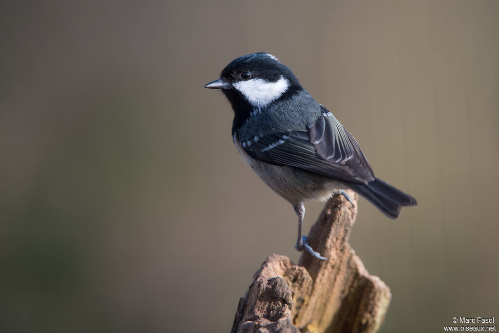 Coal Titadult, identification