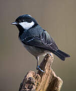 Coal Tit