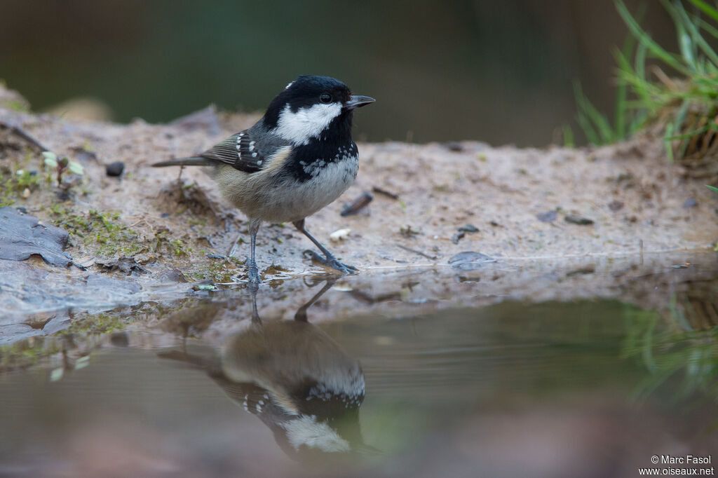 Mésange noireadulte, identification