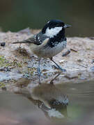 Coal Tit