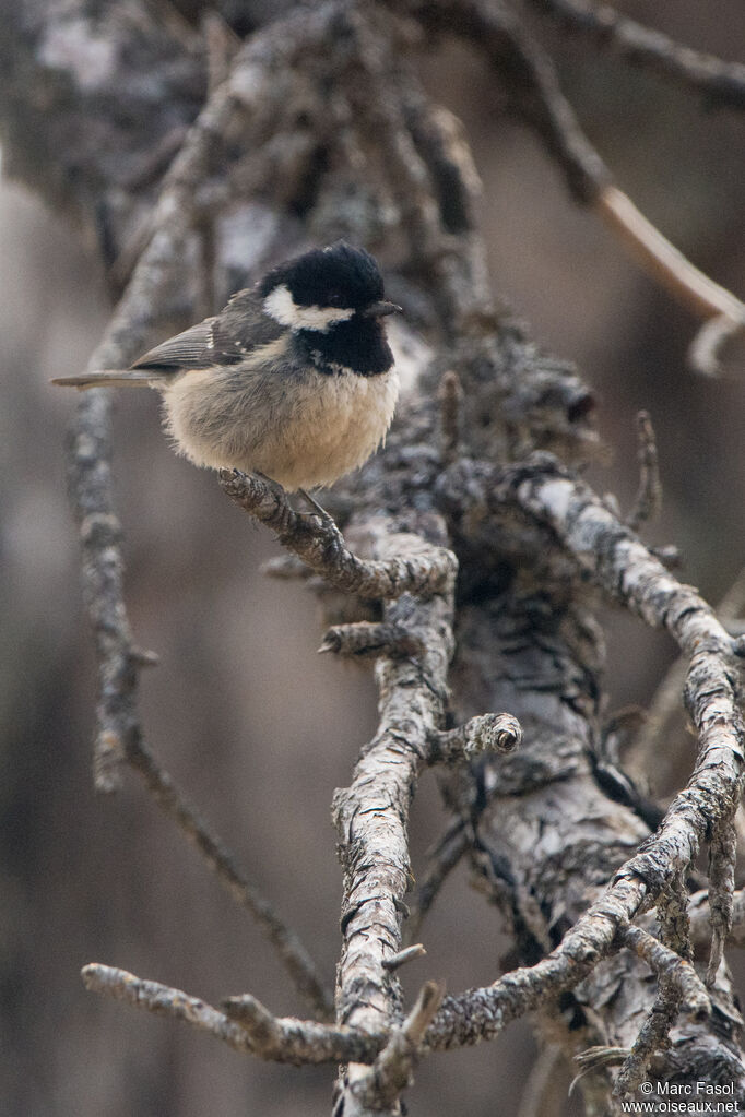 Mésange noire