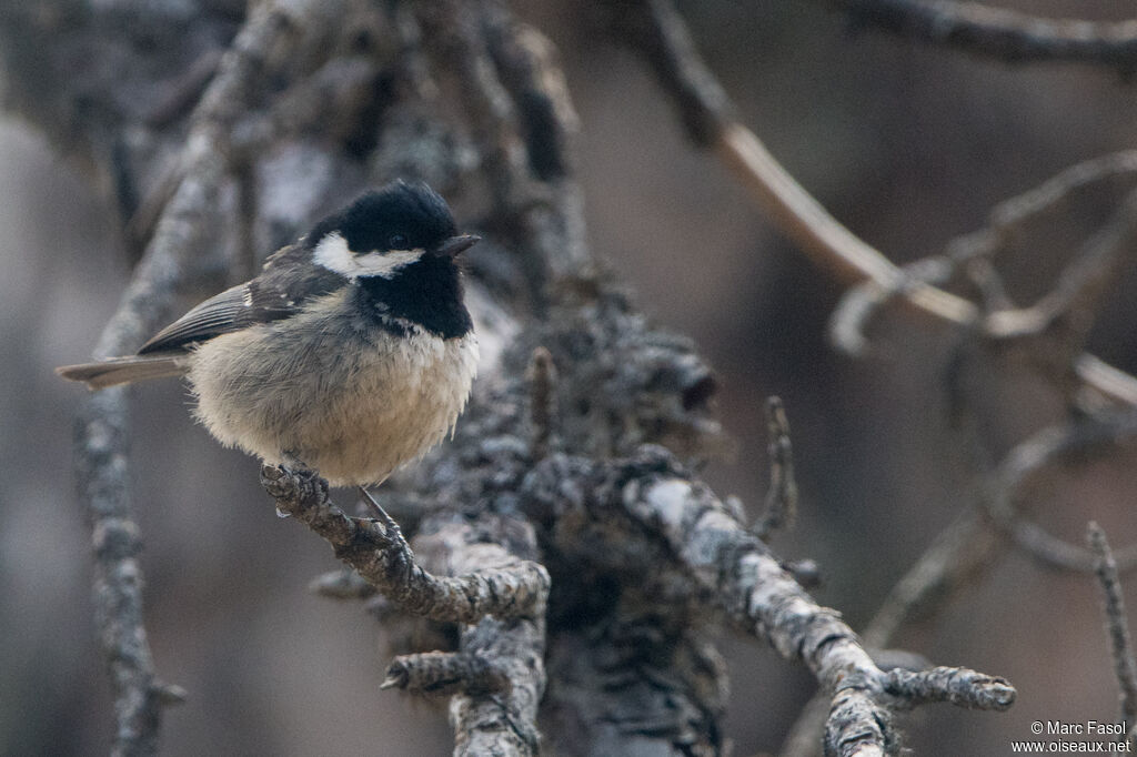 Mésange noire