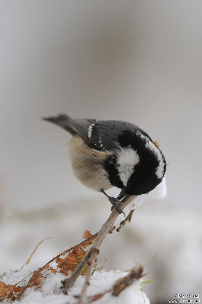 Coal Titadult post breeding, identification, feeding habits, Behaviour