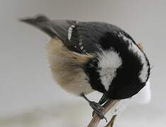 Coal Tit