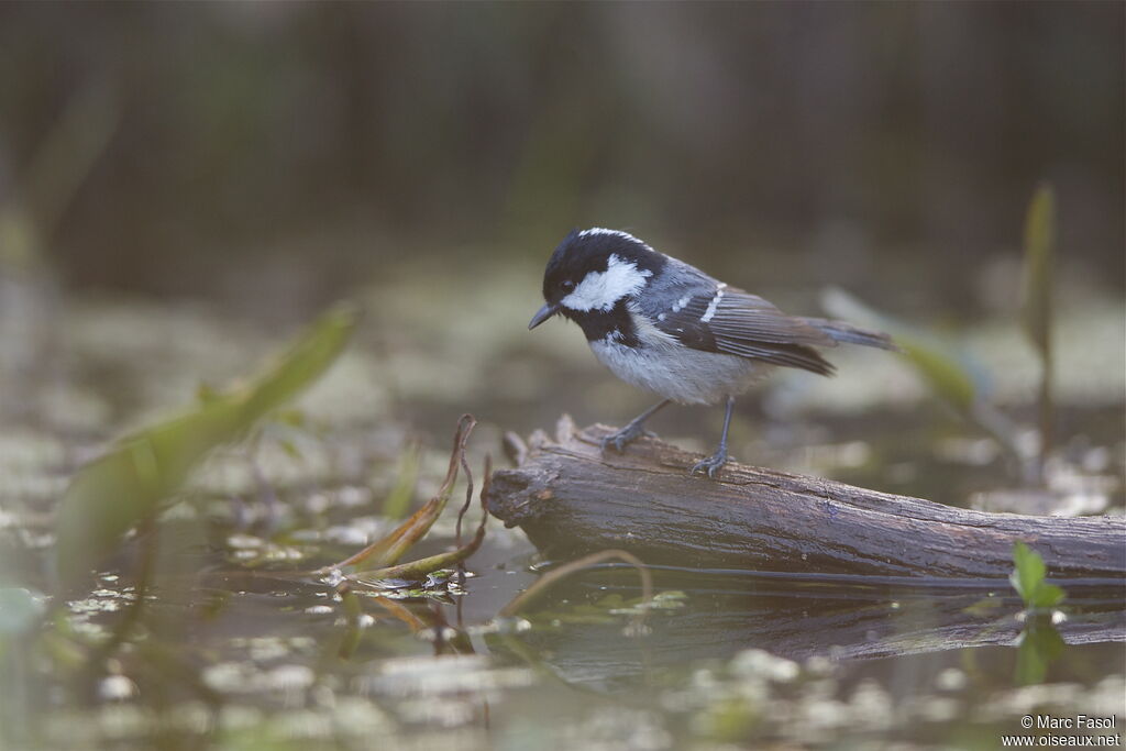 Mésange noireadulte nuptial, Comportement