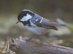 Coal Tit