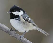 Coal Tit