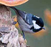 Coal Tit