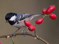 Coal Tit