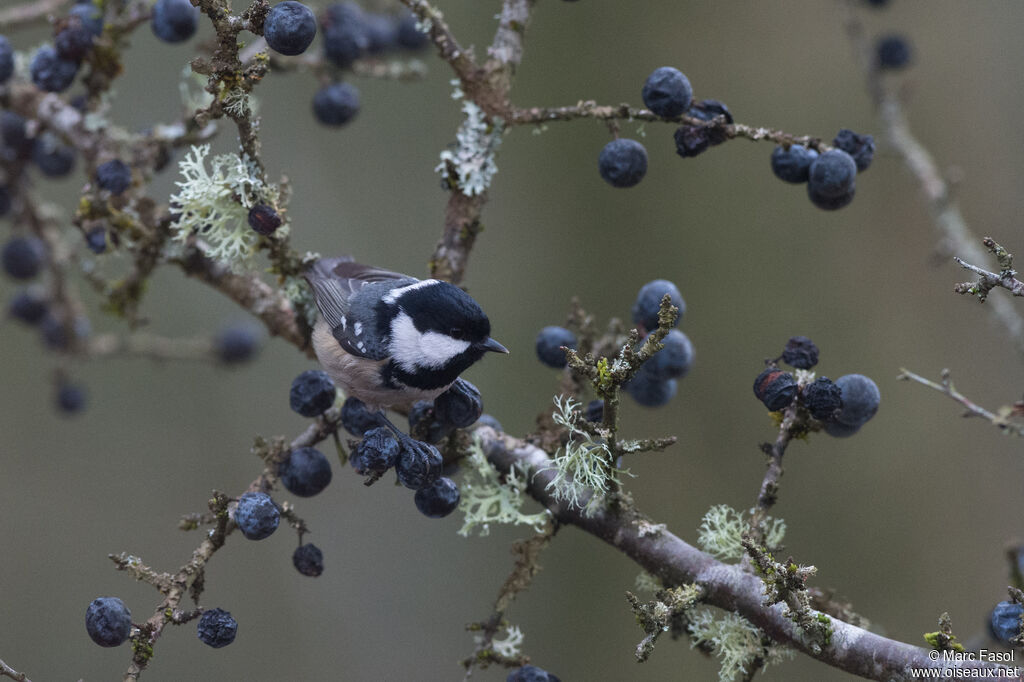 Coal Titadult post breeding, identification