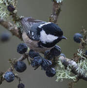 Mésange noire