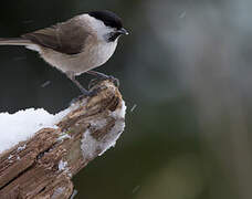 Marsh Tit