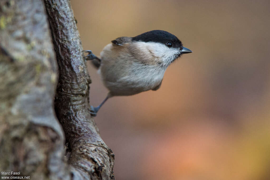 Mésange nonnetteadulte internuptial, portrait