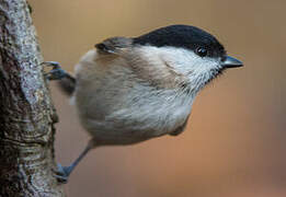 Marsh Tit