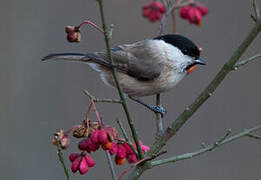 Mésange nonnette