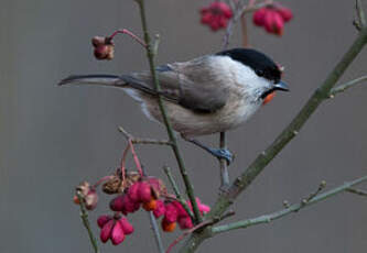 Mésange nonnette