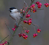 Marsh Tit