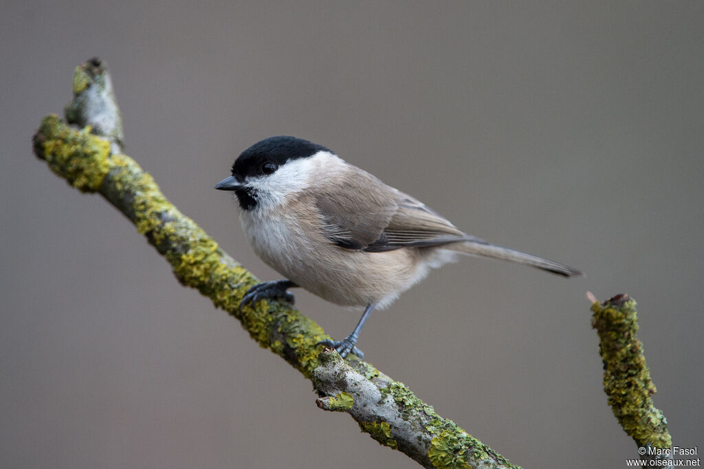 Mésange nonnetteadulte, identification