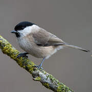 Marsh Tit