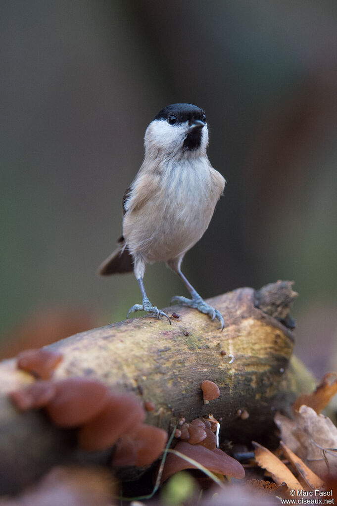 Mésange nonnetteadulte, identification