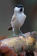 Marsh Tit