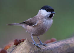 Marsh Tit