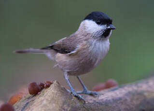 Mésange nonnette