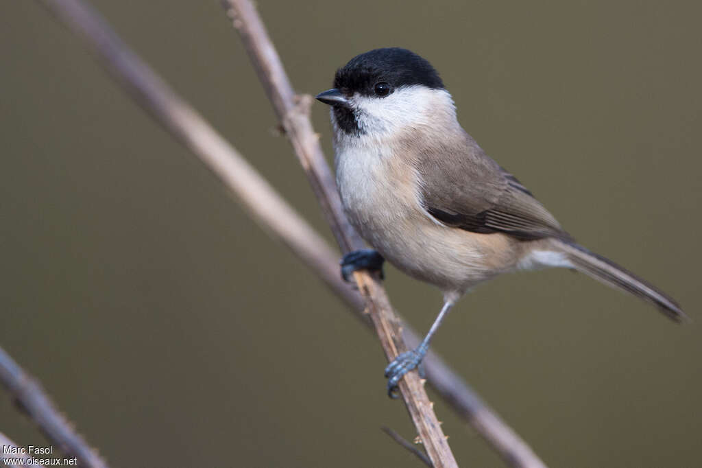 Marsh Titadult, identification