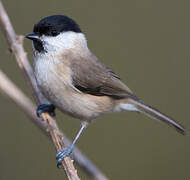 Marsh Tit