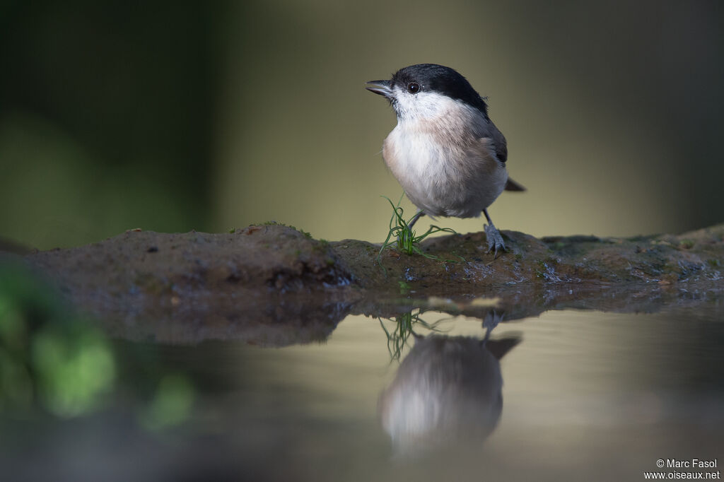 Marsh Titadult, identification, drinks