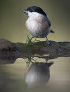 Marsh Tit