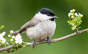 Mésange nonnette