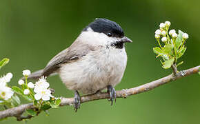 Marsh Tit