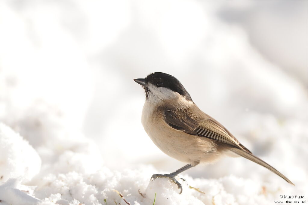 Marsh Tit, identification